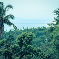 Balade dans la jungle d'Amed, Jemeluk et Bangle en scooter - Bali, Karangasem, Indonesie