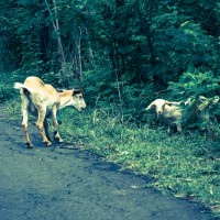 Balade dans la jungle d'Amed, Jemeluk et Bangle en scooter - Bali, Karangasem, Indonesie
