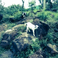 Balade dans la jungle d'Amed, Jemeluk et Bangle en scooter - Bali, Karangasem, Indonesie