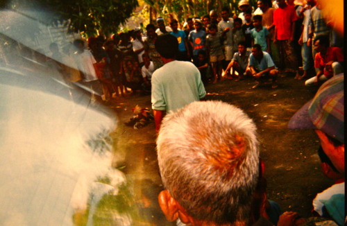 combat de coq vincent i went to bali too