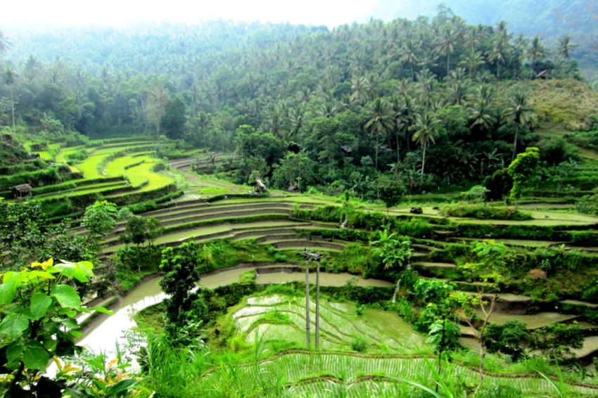 Les rizières d'Amlapura