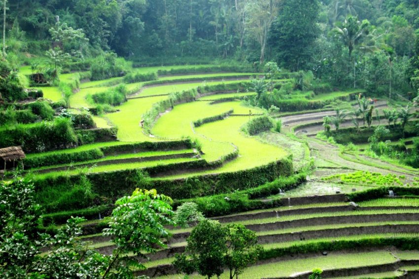 Les rizières d'Amlapura