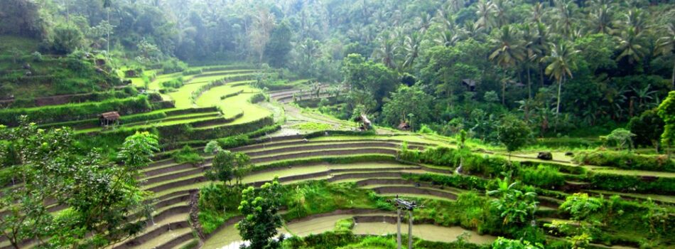 Brina rice fields, Karangasem, Bali