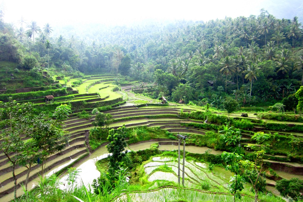 Brina rice fields, Karangasem, Bali Brina rice fields, Karangasem, Bali