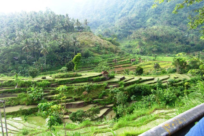 Les rizières d'Amlapura