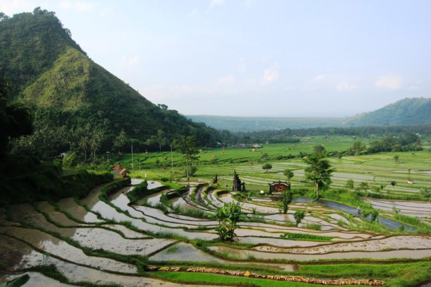 Les rizières d'Amlapura
