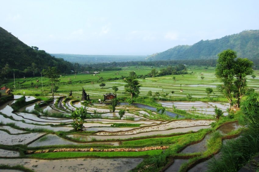 Les rizières d'Amlapura