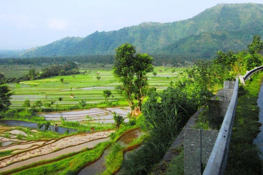 Les rizières d'Amlapura