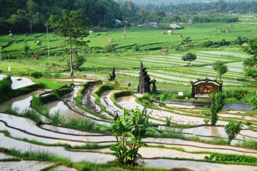 Les rizières d'Amlapura