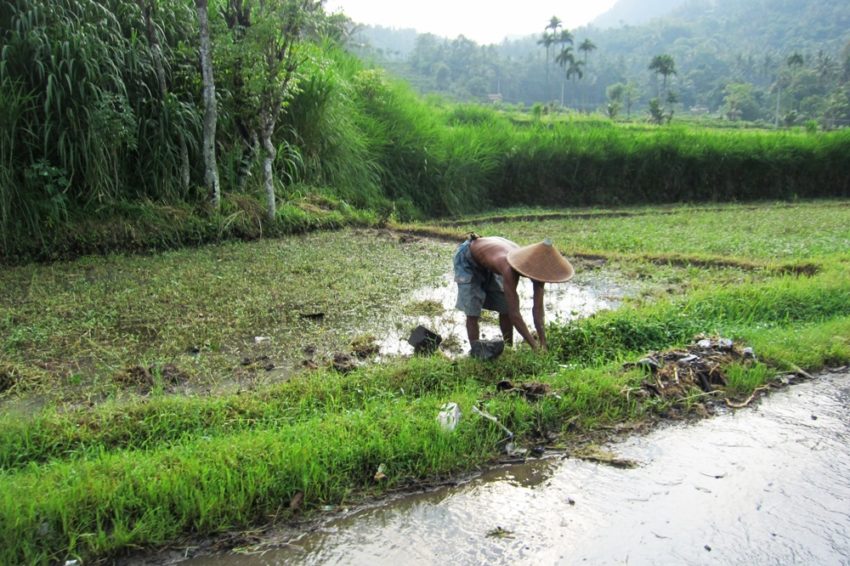 Les rizières d'Amlapura