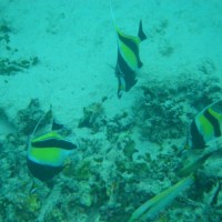 Snorkeling à Trawangan Lombok - Balisolo