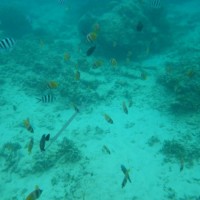 Snorkeling à Trawangan Lombok - Balisolo
