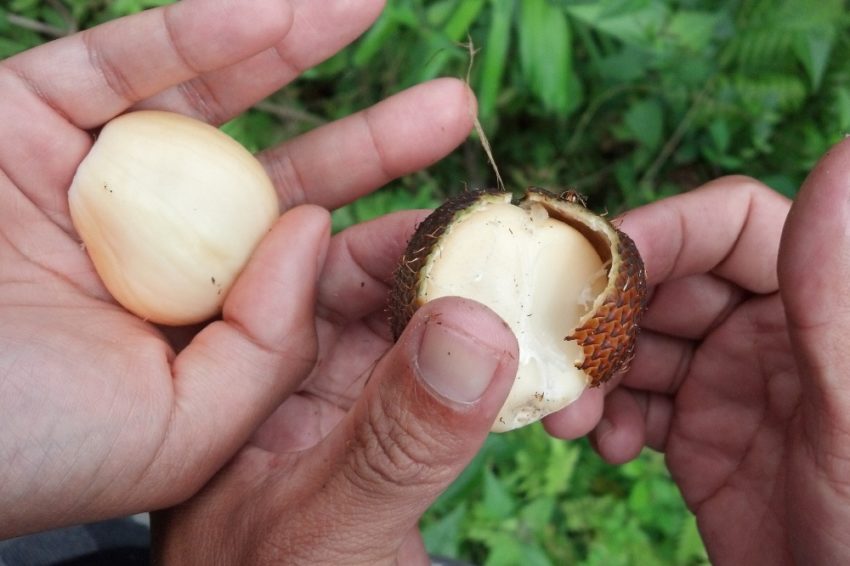 Salak, célèbre fruit indonésien
