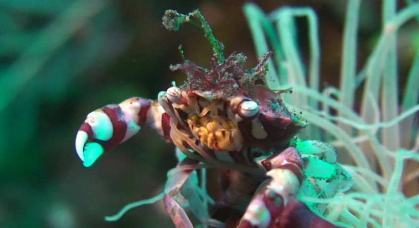 Macroworld : plongée dans la faune & flore sous-marine
