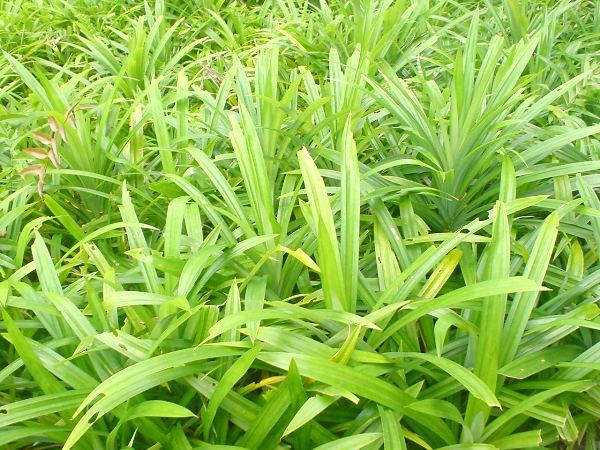 Feuilles de Pandan