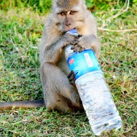 Uluwatu - Ce petit singe tout "mignon" avait chiper notre bouteille d'eau ! Normal.