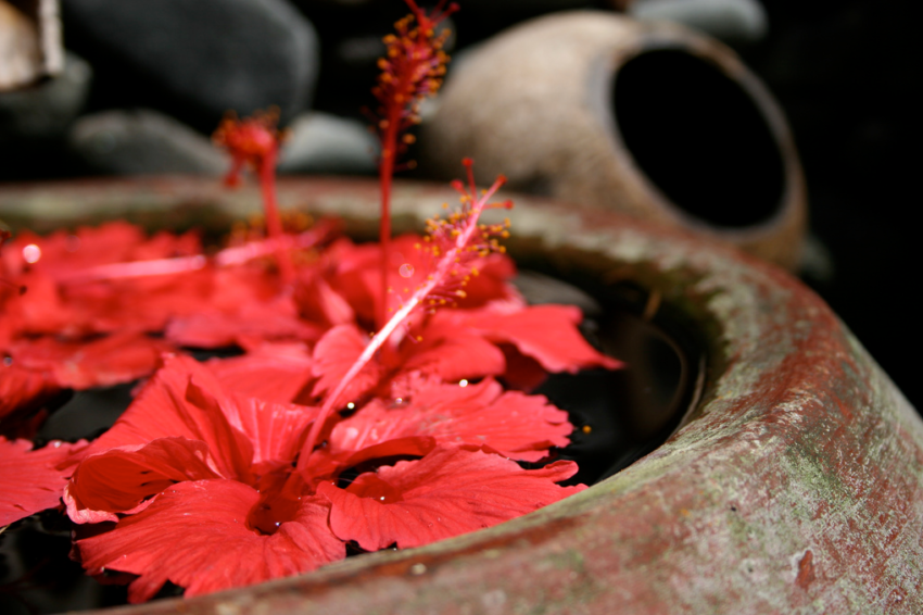 L'hibiscus devient la fleur officielle de Gianyar