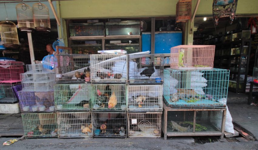 Une journée à Denpasar avec Made Widiastika_Balisolo-4