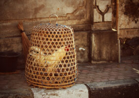Coq en cage à Bali © Sue