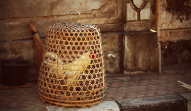Coq en cage à Bali © Sue
