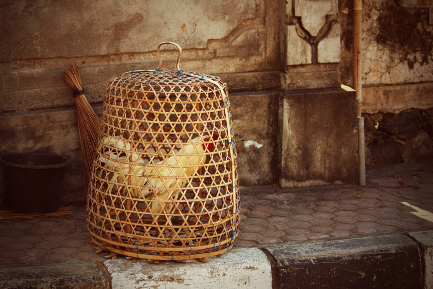 Coq en cage à Bali © Sue