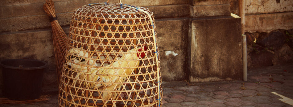 Coq en cage à Bali © Sue