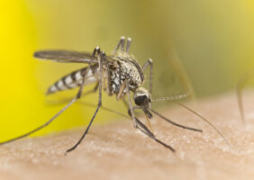 Moustique Aedes Aegypti