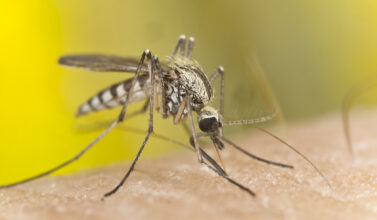 Moustique Aedes Aegypti
