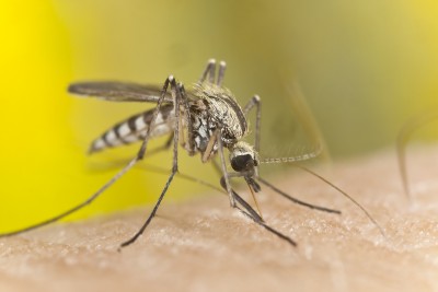 Moustique Aedes Aegypti