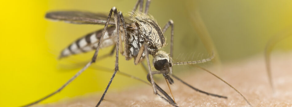 Moustique Aedes Aegypti