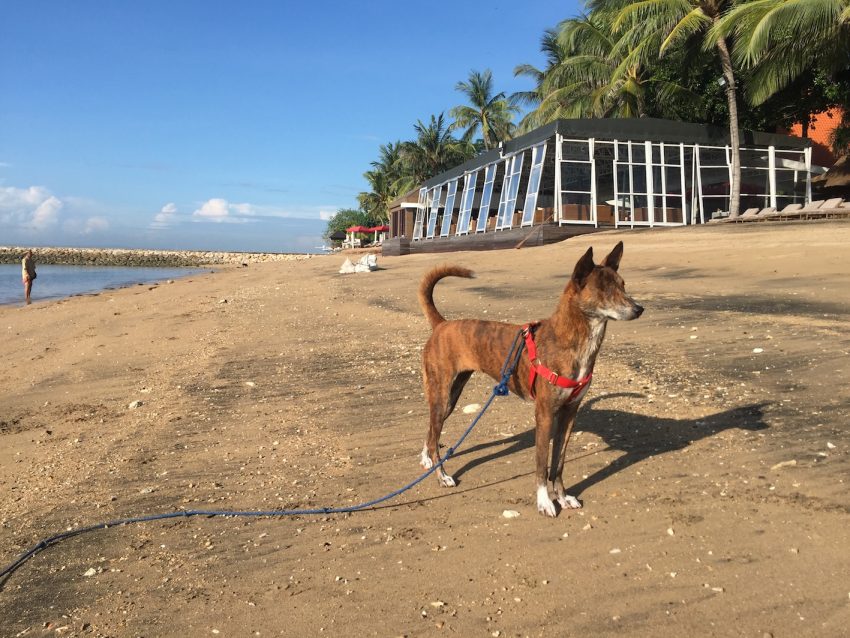 Interview : comment ramener un chien de Bali en France ?