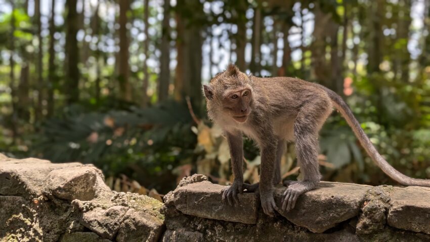 Idées d'activités familiales autour d'Ubud : la forêt de Sangeh et le lac de Taman Mumbul