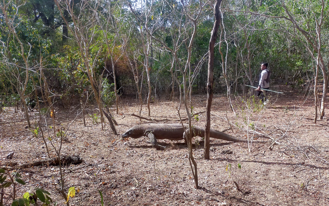Jours 10 à 12 - Croisière dans l'archipel de Komodo (3 jours - 2 nuits)-16